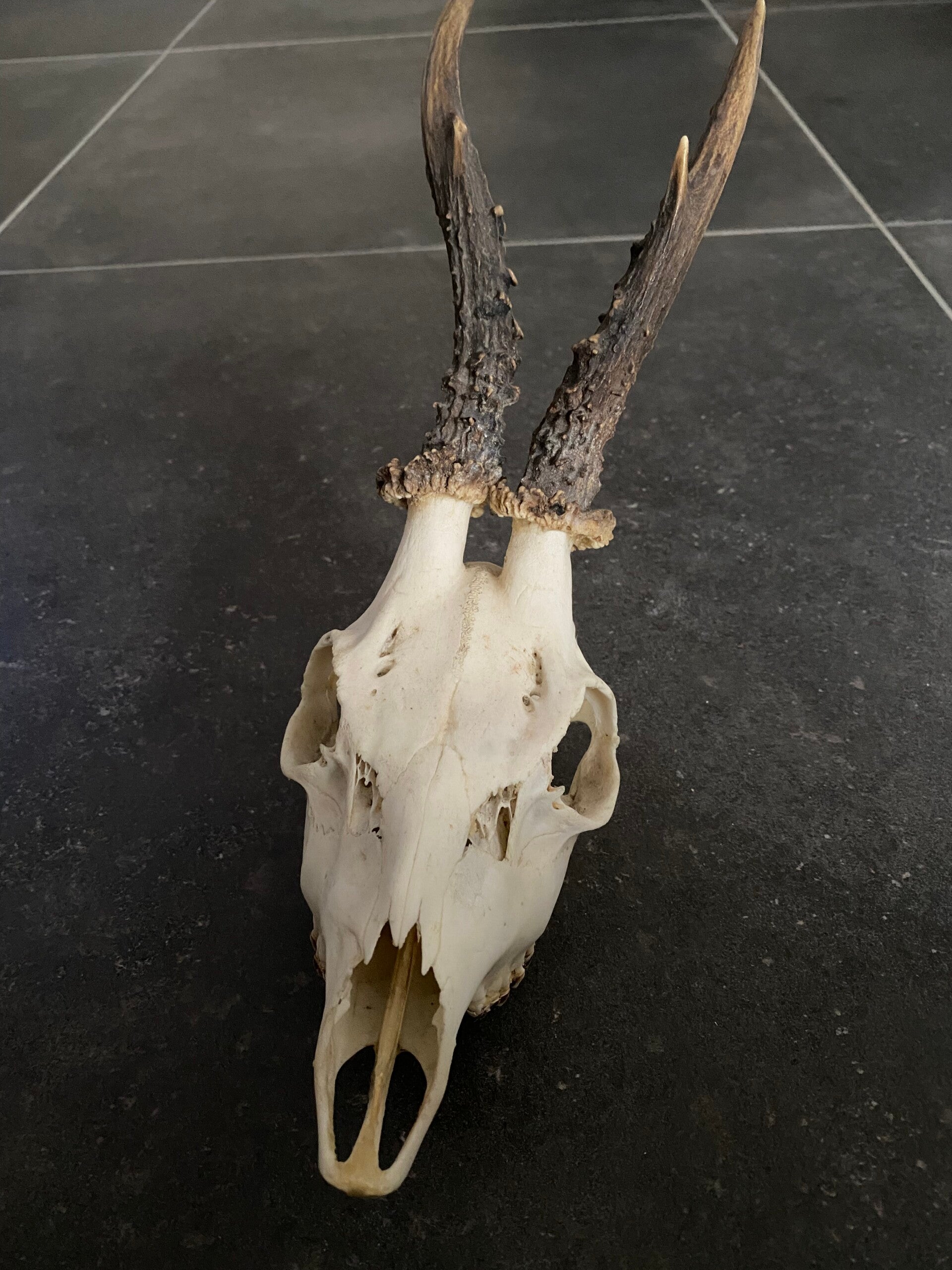 Ree schedel met hoorns