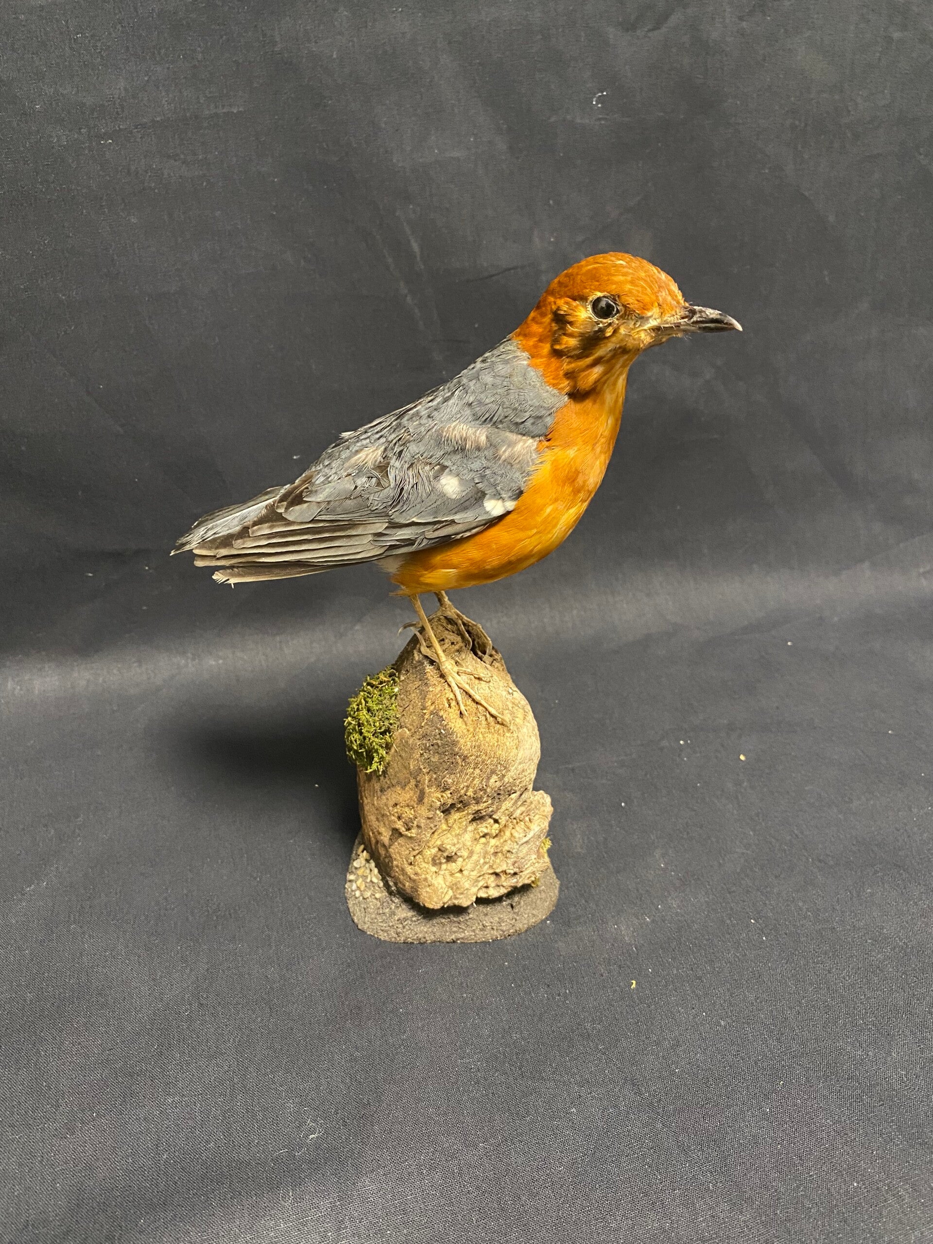 Damalijster - Geokichla citrina