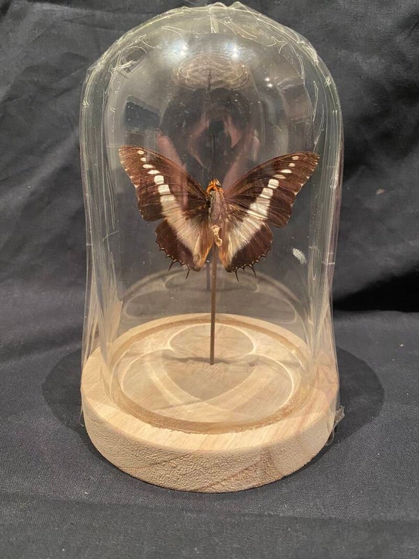 Vlinder in stolp met licht