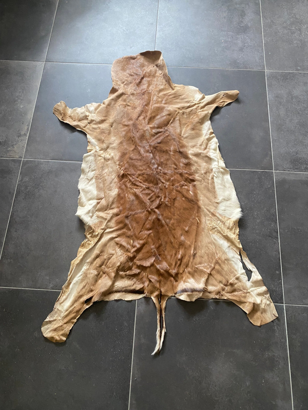 Afrikaanse Impala huid - Aepyceros melampus