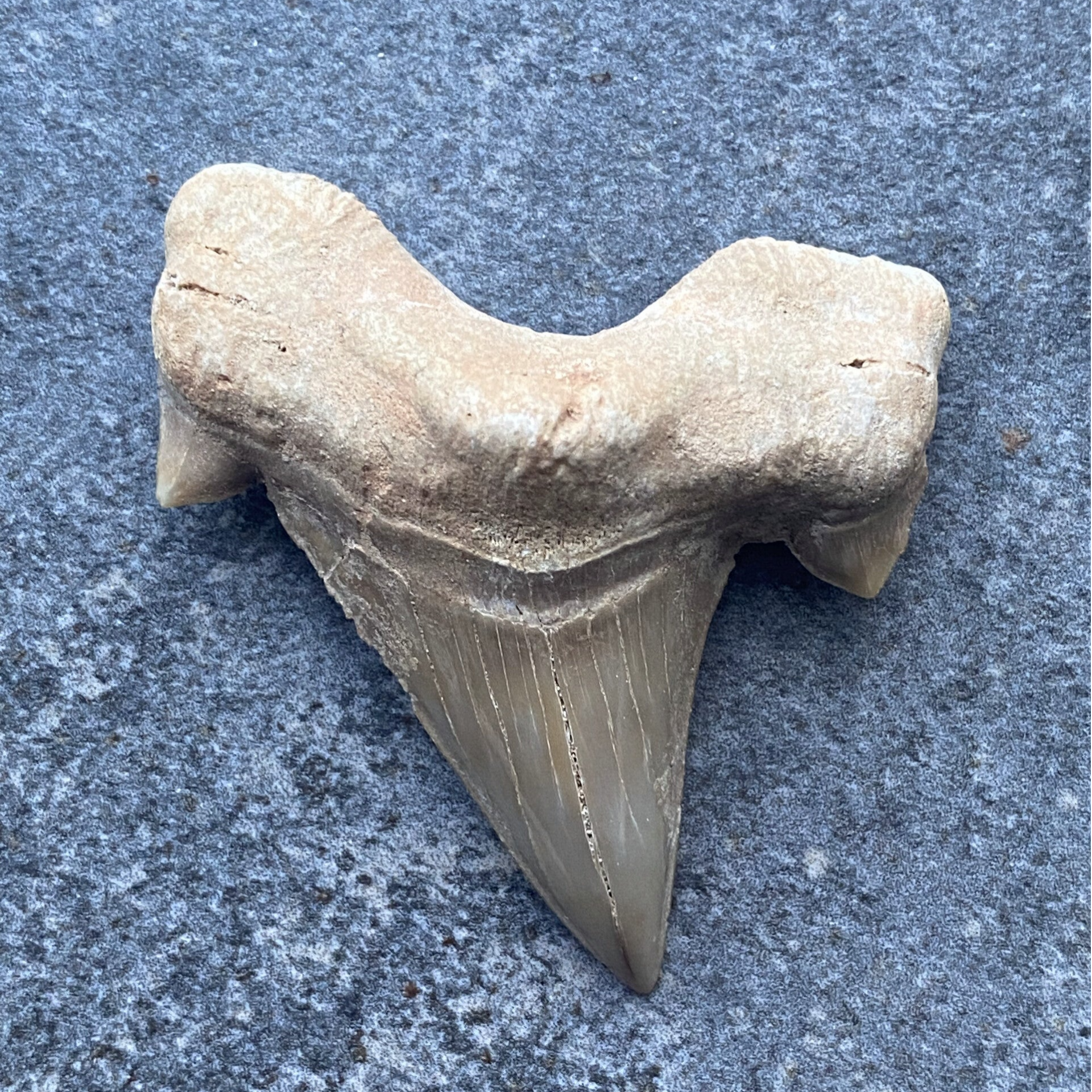 Groot haaientand fossiel (Otodus obliquus) #2