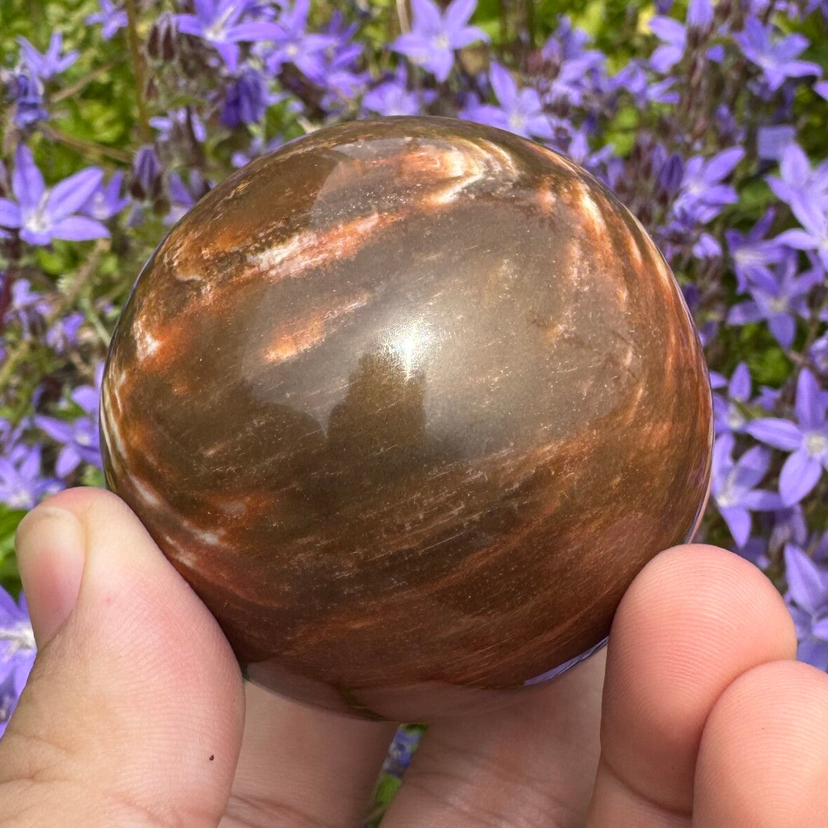 Versteend hout bol