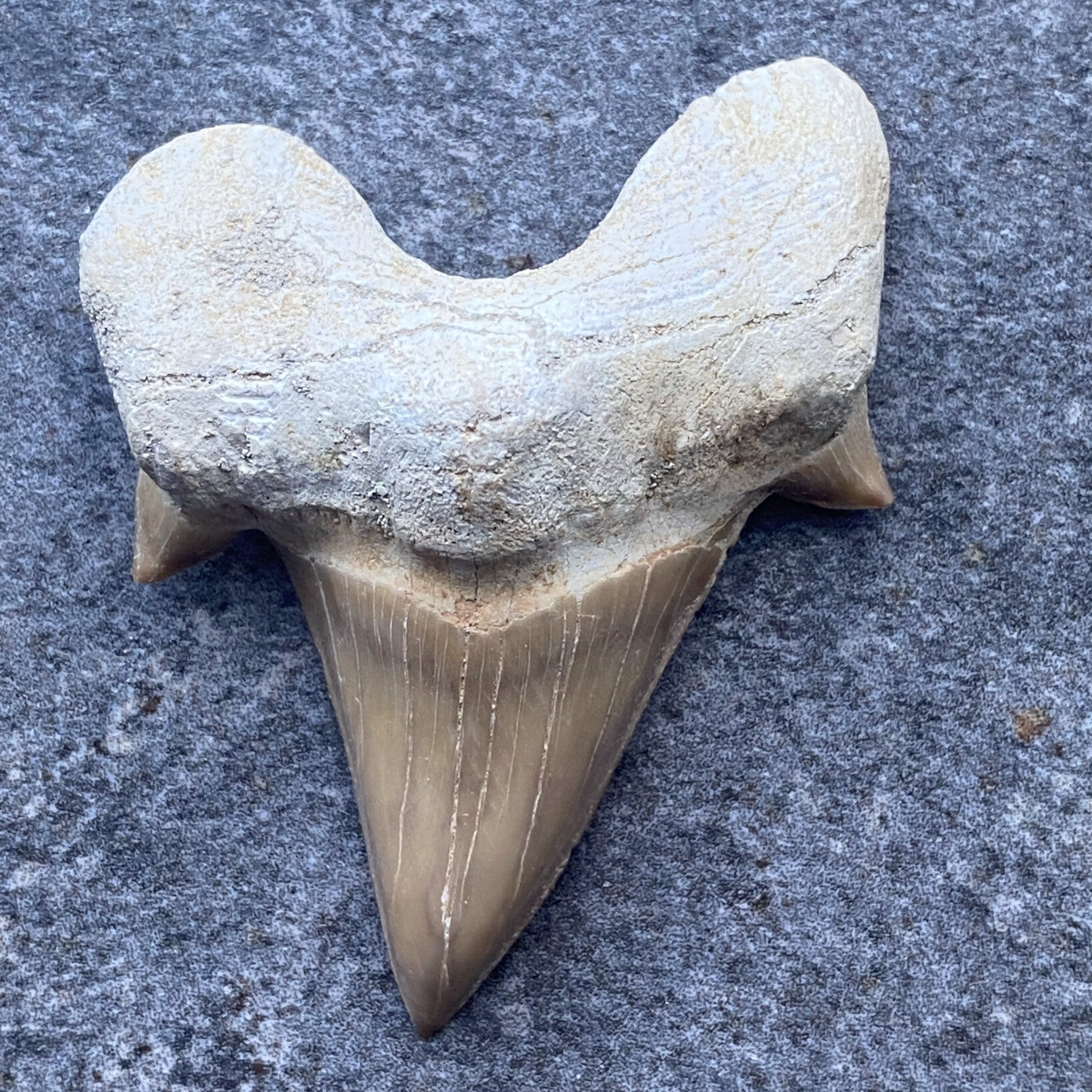 Groot haaientand fossiel (Otodus obliquus) #4