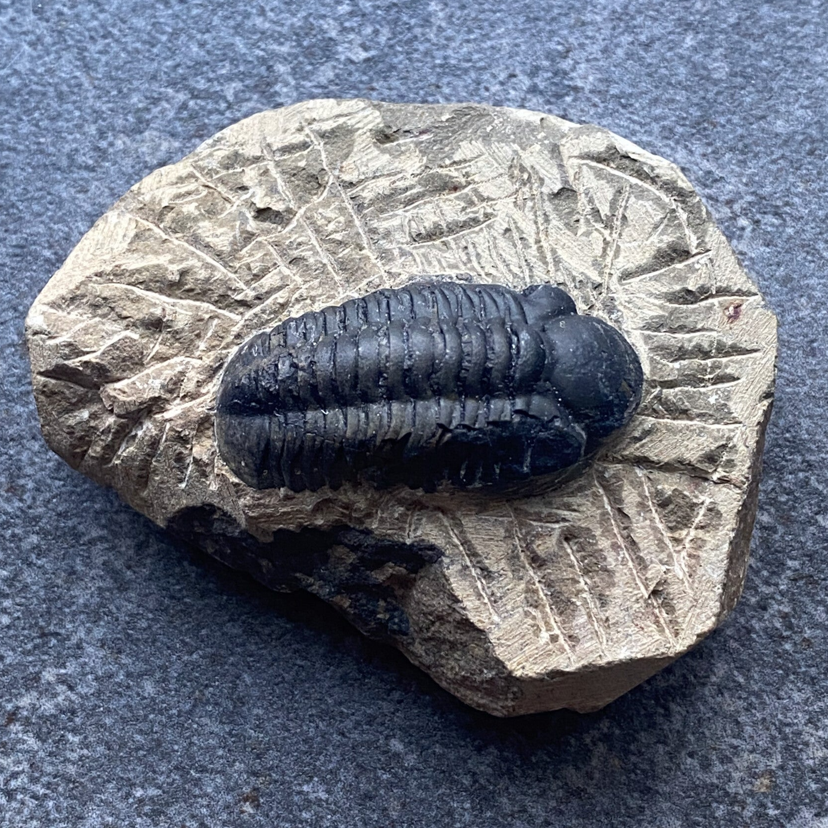 Trilobiet/trilobite fossiel op matrix #1