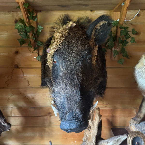 Wild zwijn met decoratie (Sus scrofa)