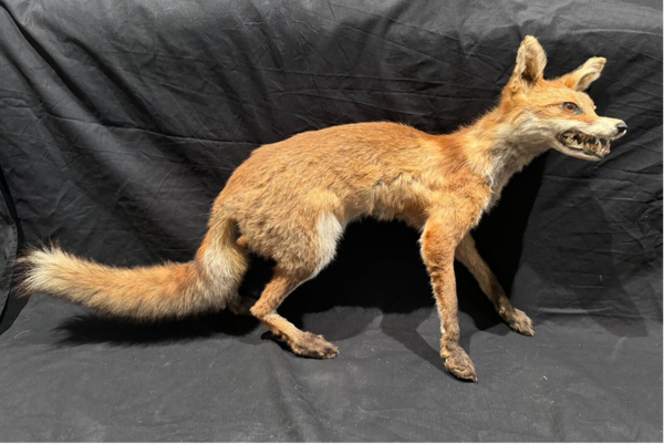 Opgezette vos (Vulpus vulpus)