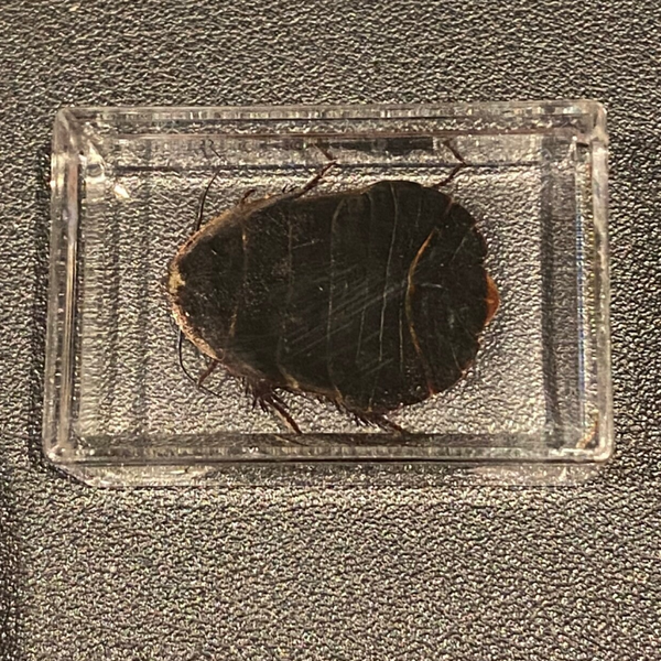 Kakkerlak in epoxy resin