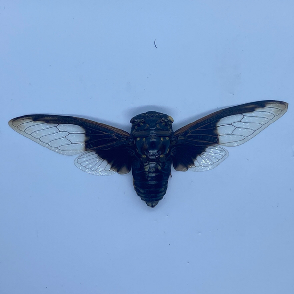 Vleermuisvleugelcicade/Aziatische cicade (Cryptotympana aquila)
