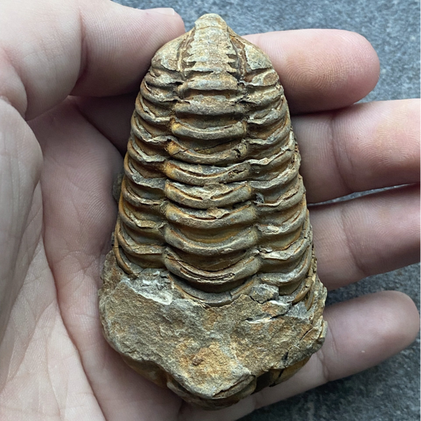 Trilobiet/trilobite fossiel groot #2
