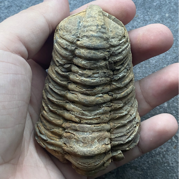 Trilobiet/trilobite fossiel groot #1