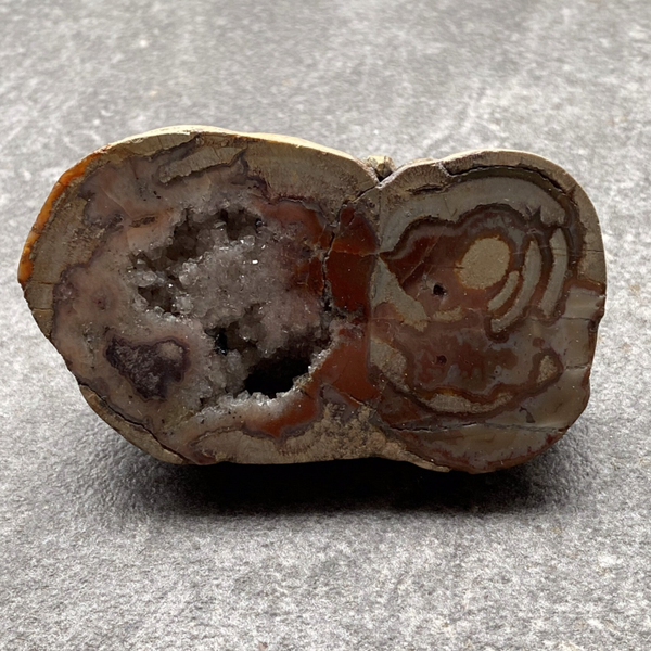 Versteend hout plakje klein