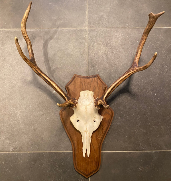 Edelhert schedel op schild