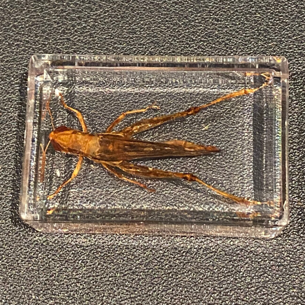 Sprinkhaan in epoxy resin