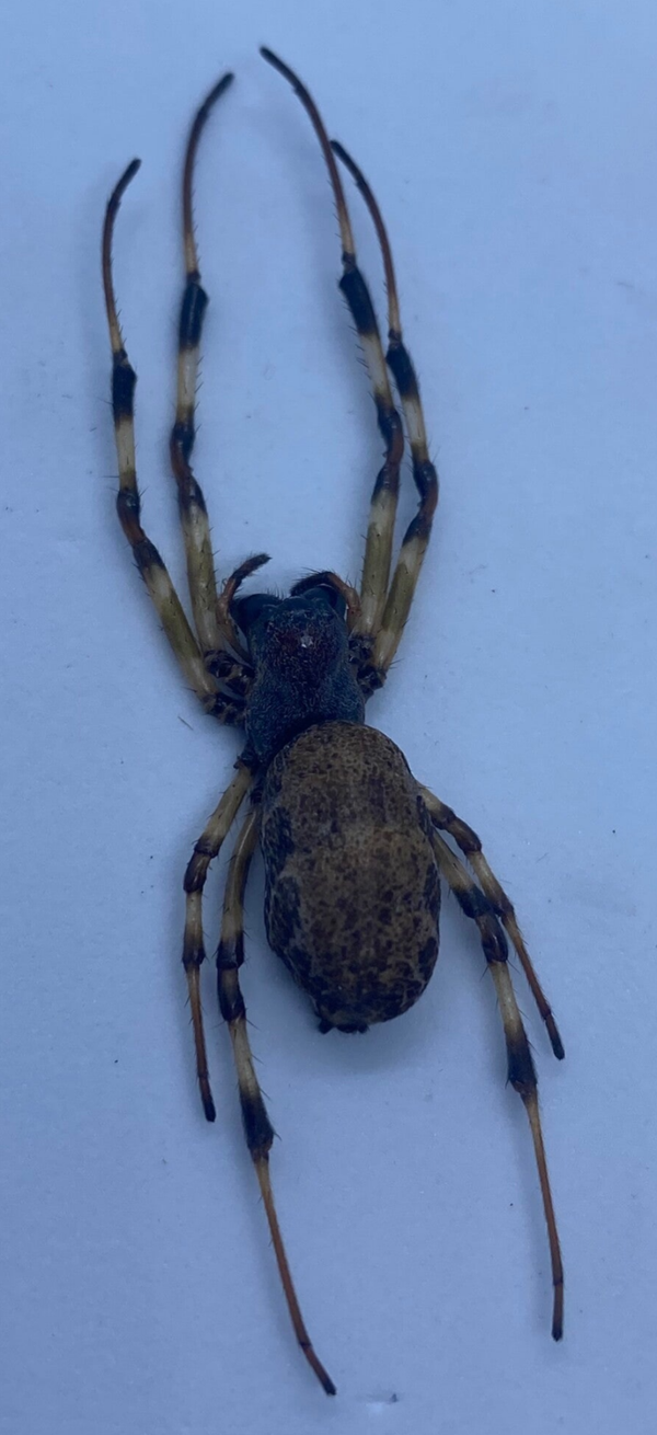 Maleise gouden zijdespin (Nephilengys malabarensis)