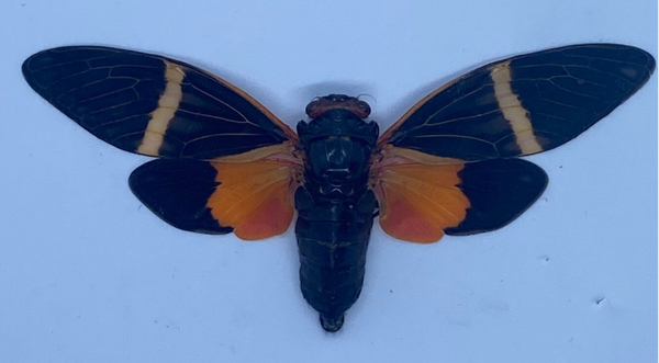 Tropische cicade (oranje) (Tosena paviei)
