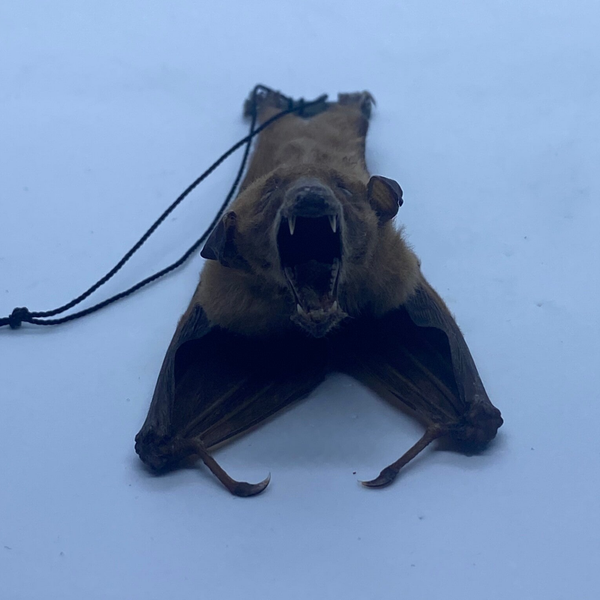 Kleine langtongvleermuis (Macroglossus minimus)