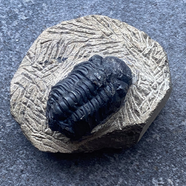 Trilobiet/trilobite fossiel op matrix #2