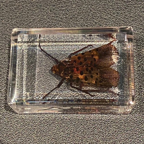 Planthopper in epoxy resin