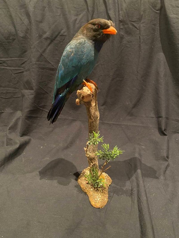 Dollarvogel (Eurystomus orientalis)