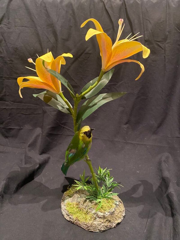 Blauwvleugelbladvogel (Chloropsis moluccensis)