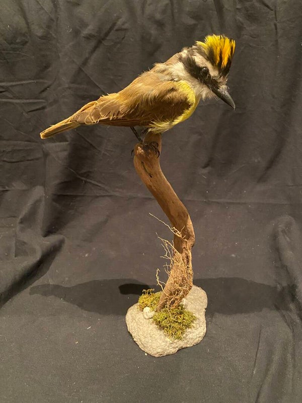 Grote kiskadie (Pitangus sulphuratus)