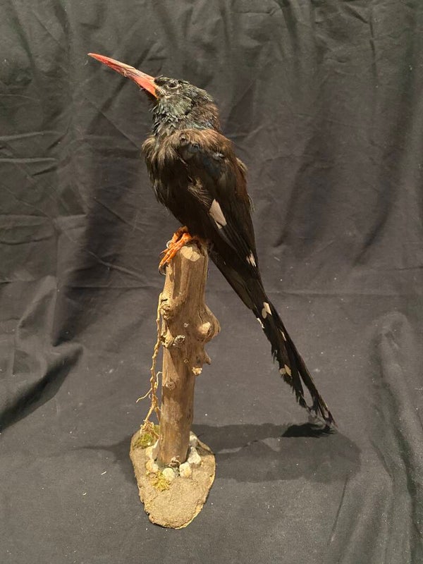 Groene kakelaar/roodsnavelhop/groene boomhop (Phoeniculus purpureus)