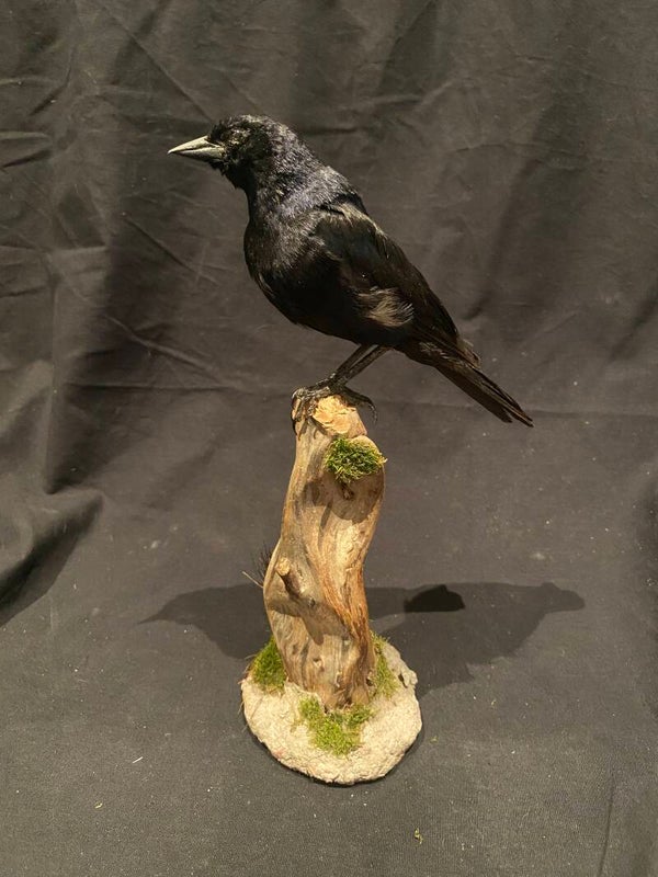 Glanskoevogel (Molothrus bonariensis)