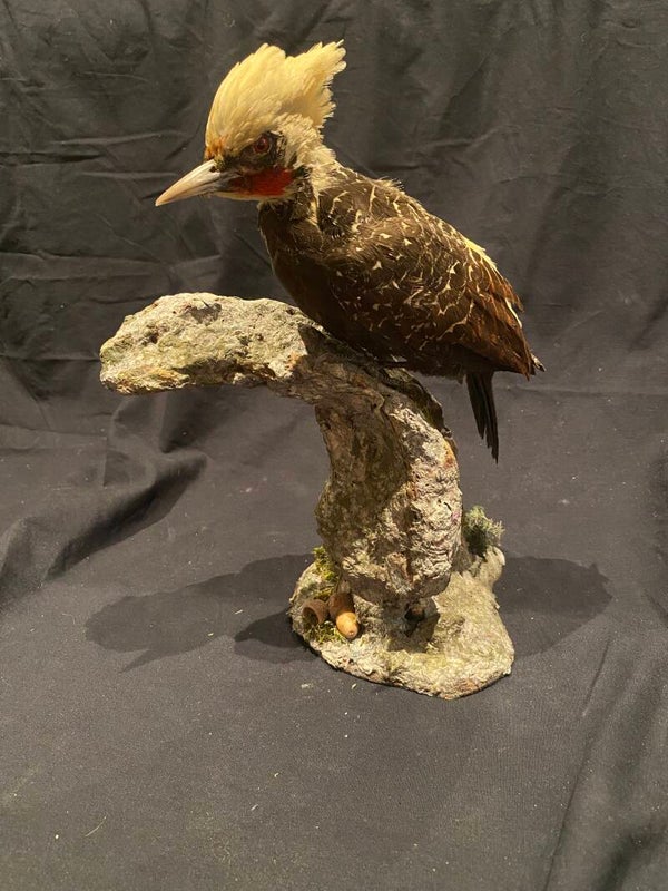 Bleekkuifspecht (Celeus lugubris)