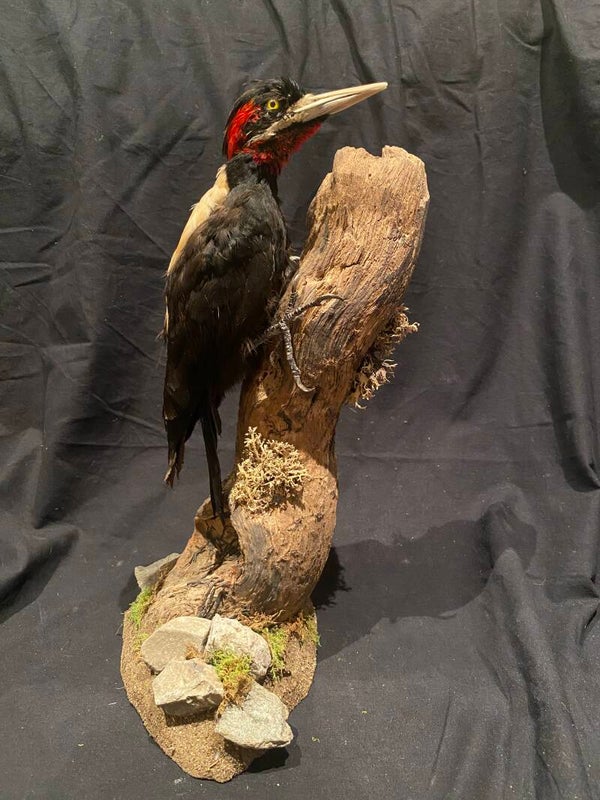 Crèmerugspecht (Campephilus leucopogon)