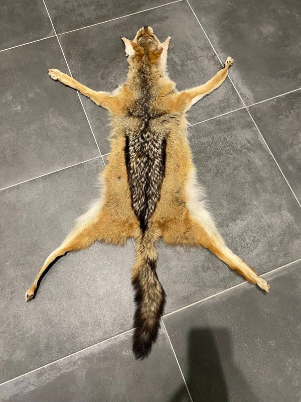 Zwartrugjakhals huid (Canis mesomelas)