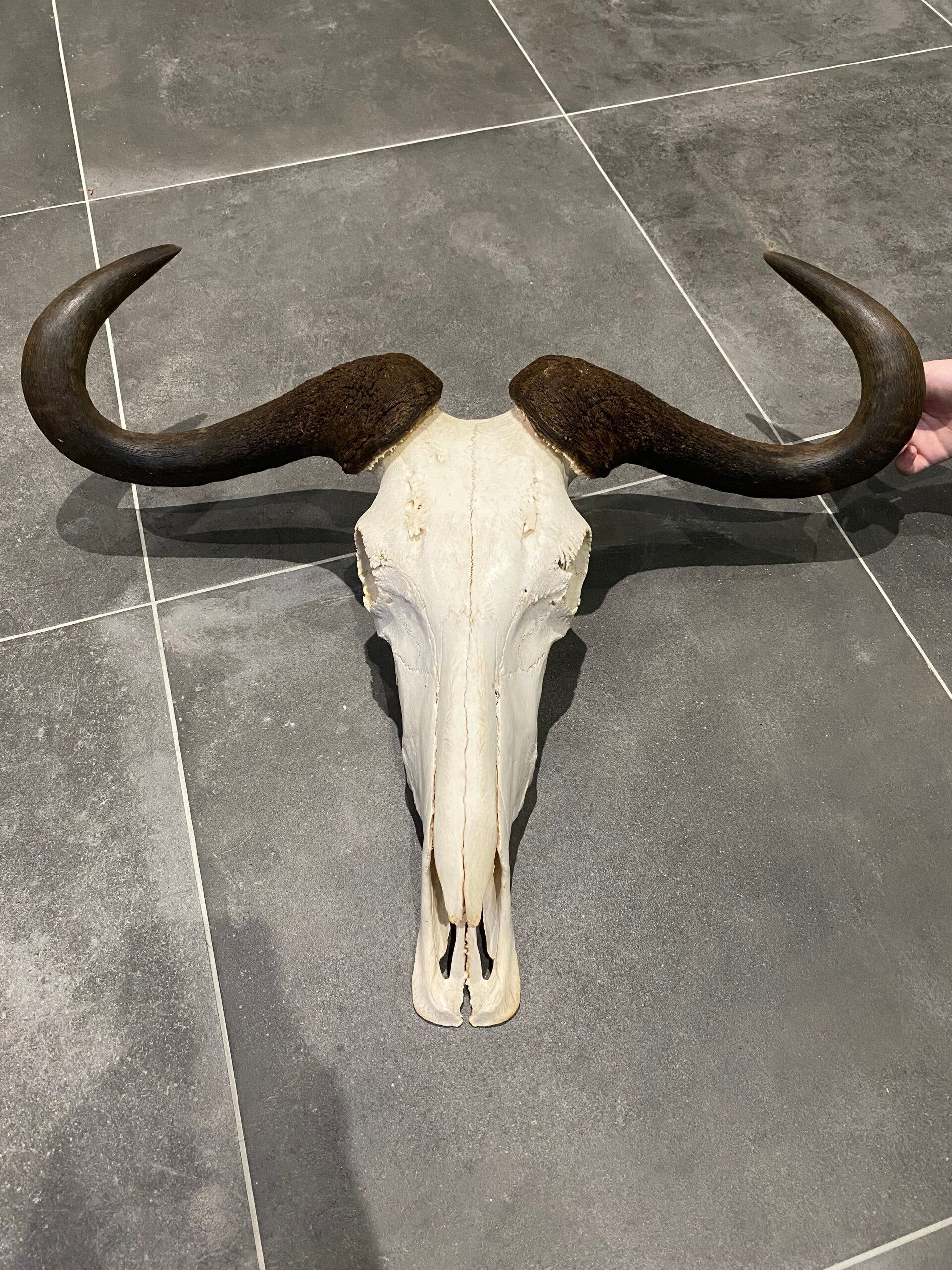 Blauwe wildebeest schedel