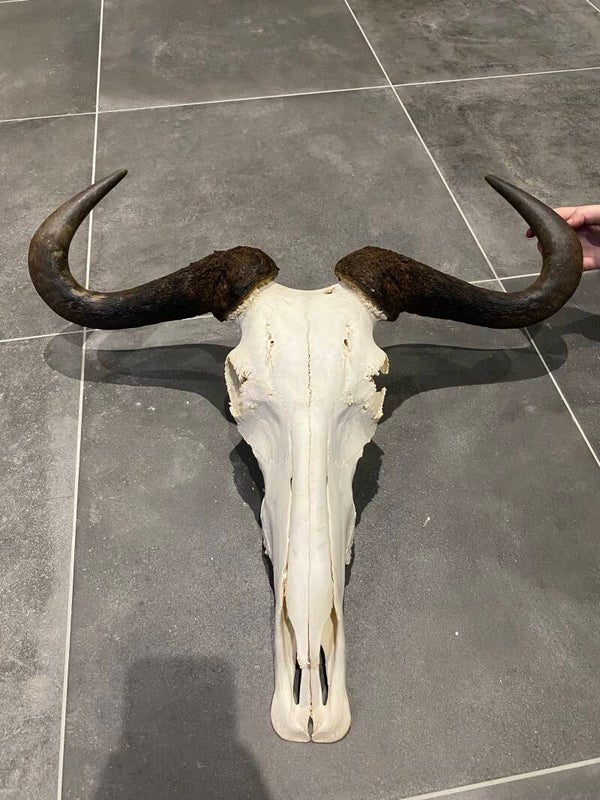 Blauwe wildebeest schedel