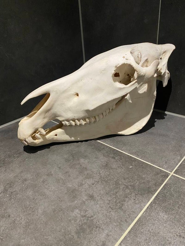 Zebra schedel (Equus quagga)