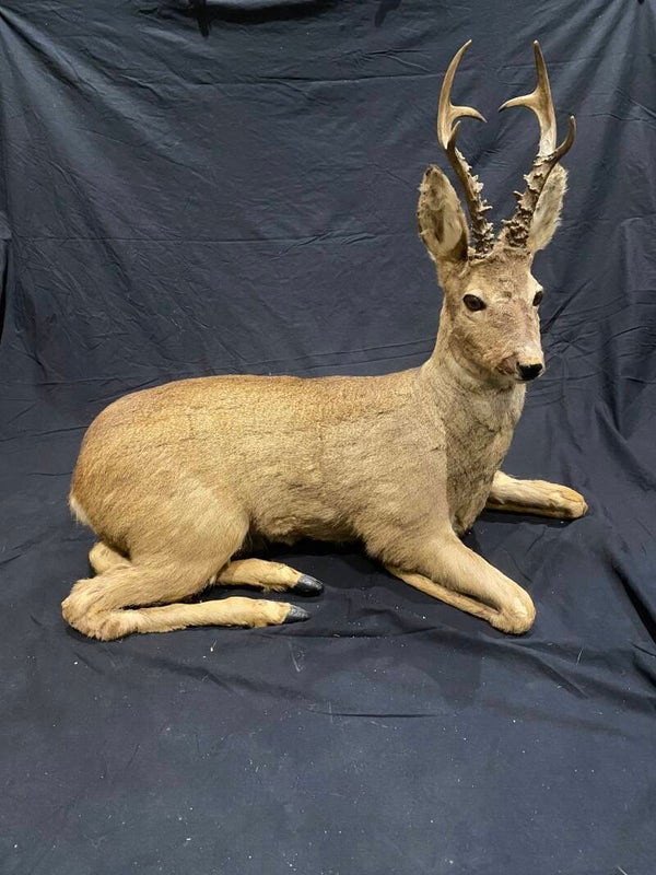 Compleet reehert (Capreolus capreolus)