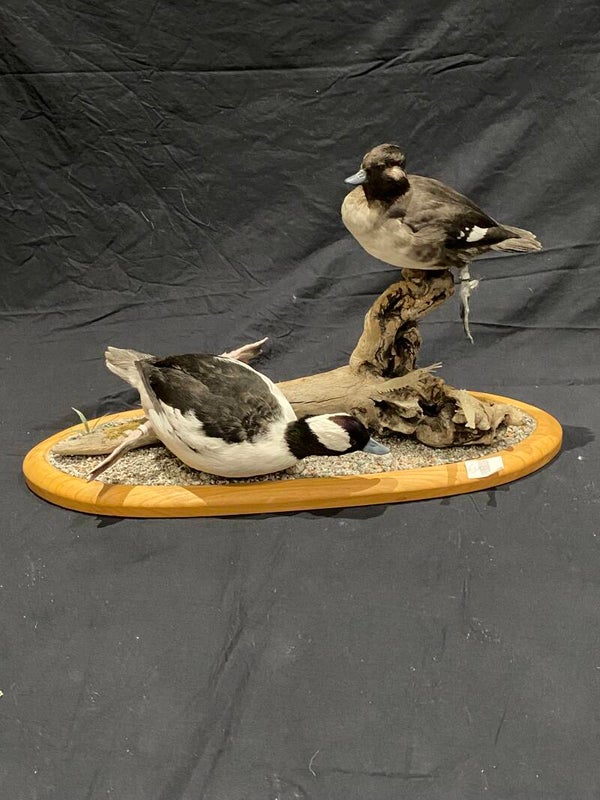 Koppel buffelkopeenden (Bucephala albeola)