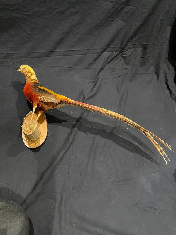 Goudfazant (Chrysolophus pictus)