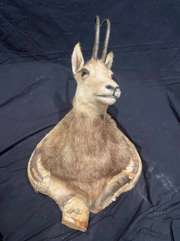 Chamois (Rupicapra rupicapra)