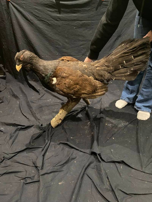 Aueher hoen/western capercaillie (Tetrao urgallus)
