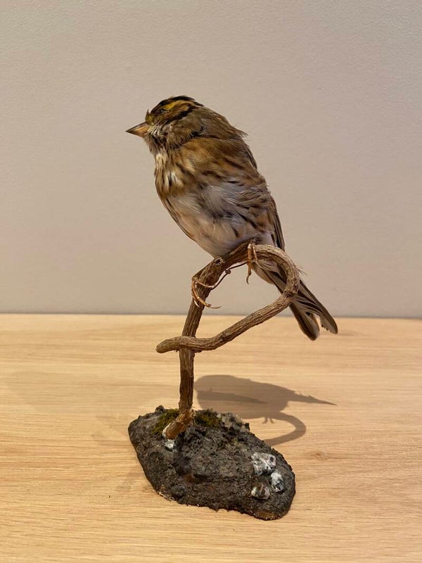 Geelbrauwgors (Emberiza chrysophrys)