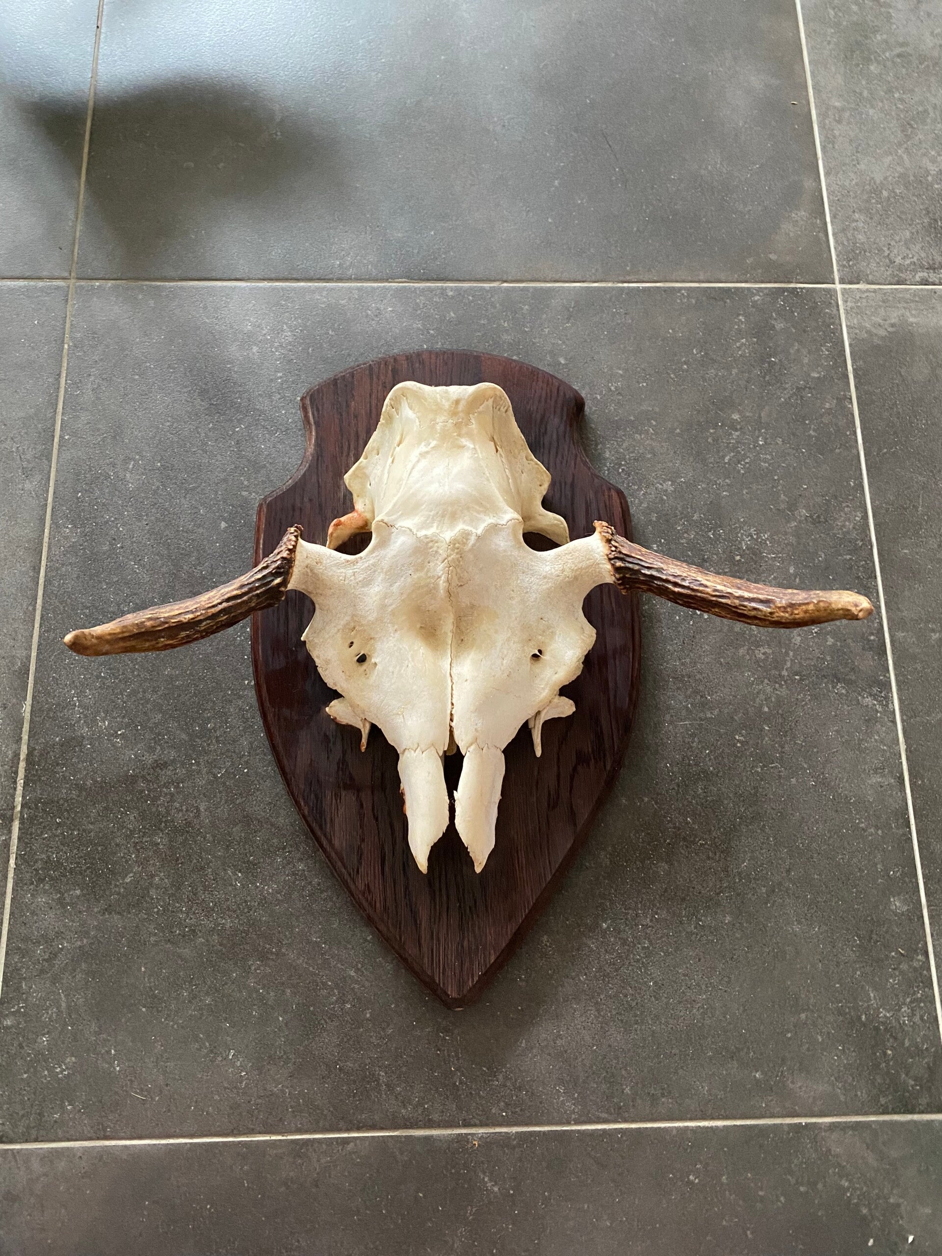 Eland schedel op schild