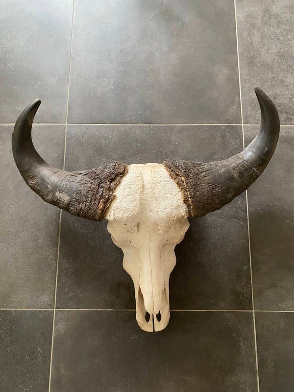 Bosbuffel schedel (Syncerus caffer nanus)