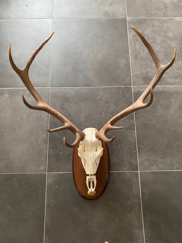 Edelhert schedel op schild