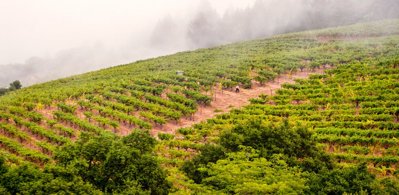DuMol wijngaarden Sonoma County