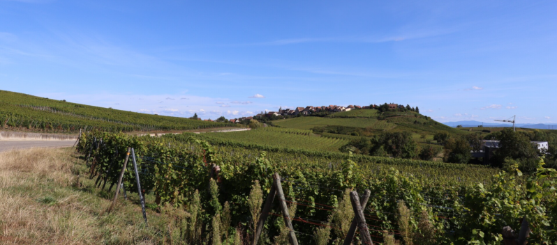 Uitzicht op de Zellerberg in de Alsace