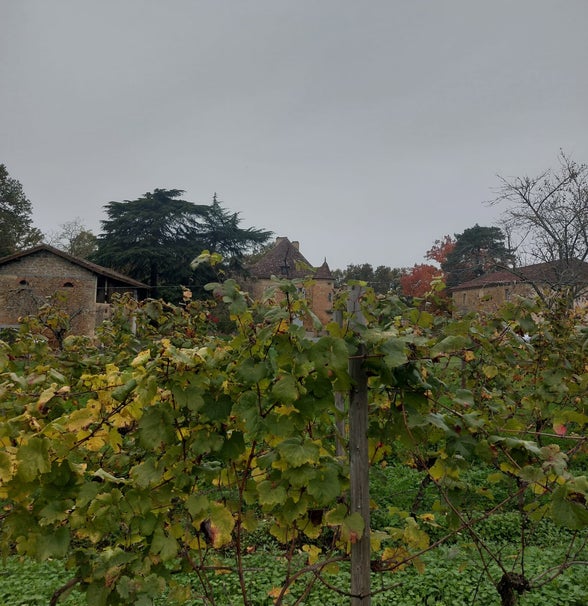 Pre-phylloxera wijngaard in Saint-Mont