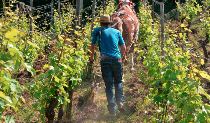 Biodynamische wijnbouw bij Domaine Sylvie Spielmann in de Alsace