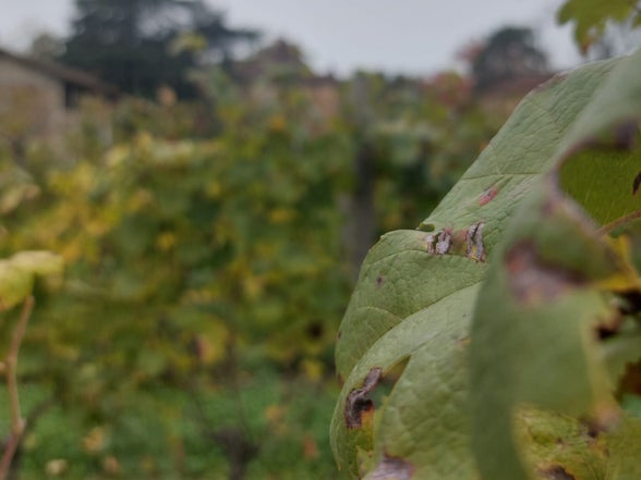 Pre-phylloxera wijngaard in Saint-Mont