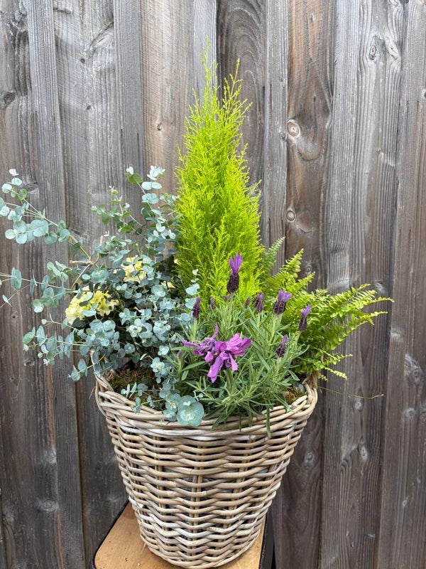 Composition de plante
