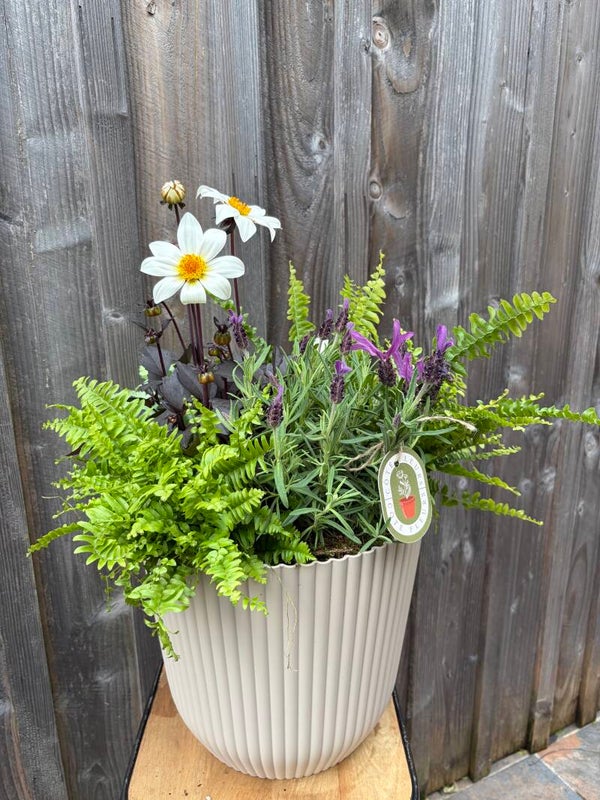 composition de plante