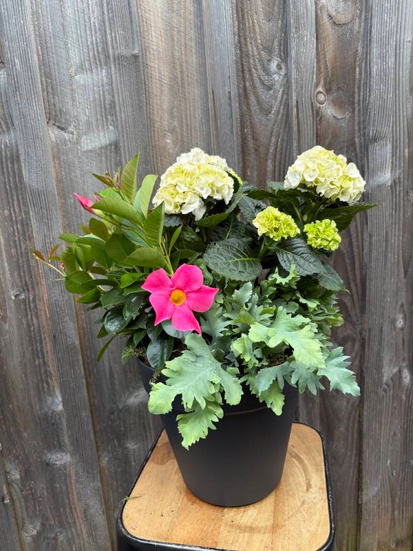 Composition de plante